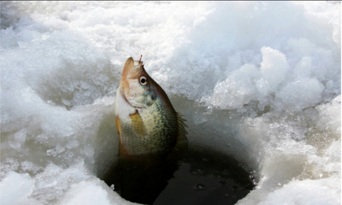 Why the GoFish Cam Is an Invaluable Tool for Ice Fishing